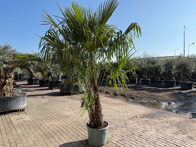 Chinese waaierpalm - trachycarpus fortunei - driedubbele stam - hoogte ca 280cm - afbeelding 4 van  7