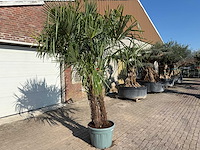 Chinese waaierpalm - trachycarpus fortunei - driedubbele stam - hoogte ca 280cm - afbeelding 5 van  7