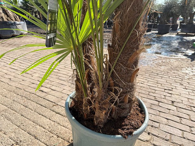 Chinese waaierpalm - trachycarpus fortunei - driedubbele stam - hoogte ca 280cm - afbeelding 6 van  7