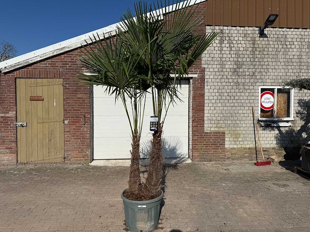 Chinese waaierpalm - trachycarpus fortunei - dubbele stam - hoogte ca 250cm - afbeelding 1 van  5