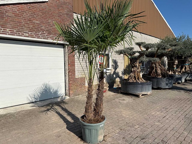 Chinese waaierpalm - trachycarpus fortunei - dubbele stam - hoogte ca 250cm - afbeelding 2 van  5