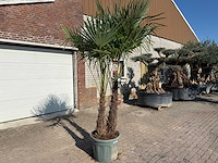 Chinese waaierpalm - trachycarpus fortunei - dubbele stam - hoogte ca 250cm - afbeelding 2 van  5