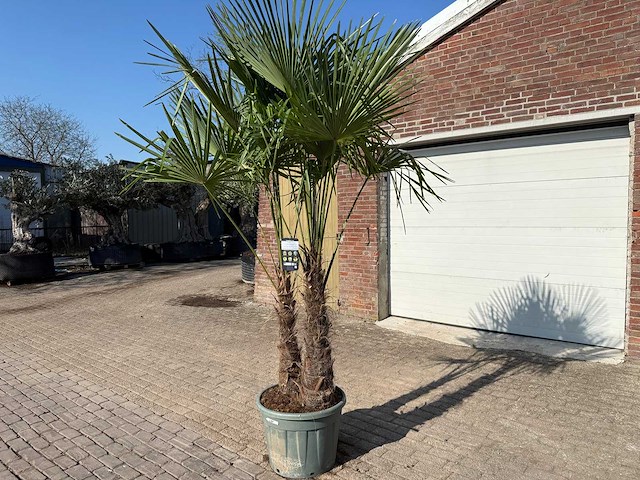 Chinese waaierpalm - trachycarpus fortunei - dubbele stam - hoogte ca 250cm - afbeelding 3 van  5