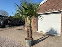 Chinese waaierpalm - trachycarpus fortunei - dubbele stam - hoogte ca 250cm - afbeelding 3 van  5