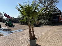 Chinese waaierpalm - trachycarpus fortunei - dubbele stam - hoogte ca 250cm - afbeelding 4 van  5