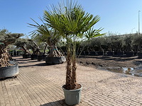 Chinese waaierpalm - trachycarpus fortunei - dubbele stam - hoogte ca 250cm - afbeelding 5 van  5