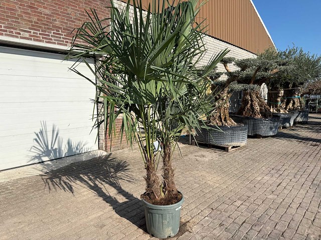Chinese waaierpalm - trachycarpus fortunei - dubbele stam - hoogte ca 250cm - afbeelding 1 van  3
