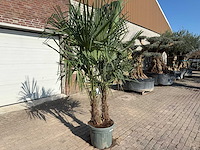 Chinese waaierpalm - trachycarpus fortunei - dubbele stam - hoogte ca 250cm - afbeelding 1 van  3