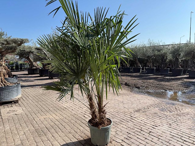 Chinese waaierpalm - trachycarpus fortunei - dubbele stam - hoogte ca 250cm - afbeelding 2 van  3