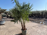 Chinese waaierpalm - trachycarpus fortunei - dubbele stam - hoogte ca 250cm - afbeelding 2 van  3