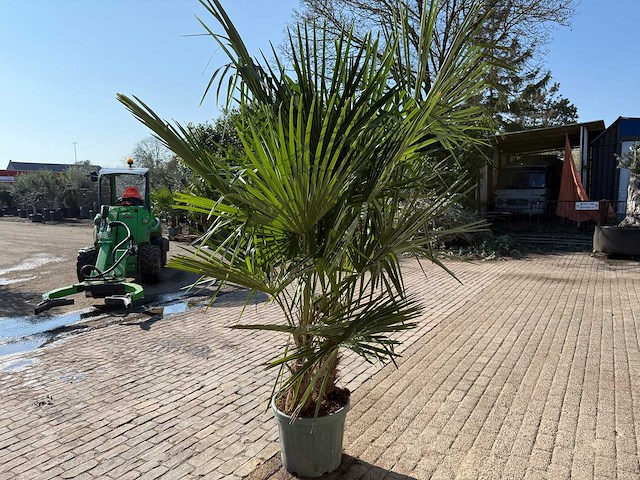 Chinese waaierpalm - trachycarpus fortunei - dubbele stam - hoogte ca 250cm - afbeelding 3 van  3