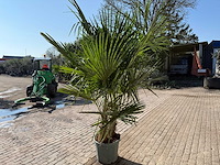 Chinese waaierpalm - trachycarpus fortunei - dubbele stam - hoogte ca 250cm - afbeelding 3 van  3