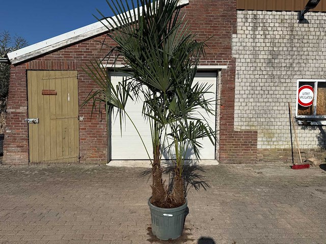 Chinese waaierpalm - trachycarpus fortunei - dubbele stam - hoogte ca 250cm - afbeelding 1 van  4