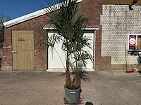 Chinese waaierpalm - trachycarpus fortunei - dubbele stam - hoogte ca 250cm - afbeelding 1 van  4