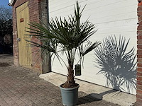 Chinese waaierpalm - trachycarpus fortunei - hoogte ca 130cm - afbeelding 2 van  3