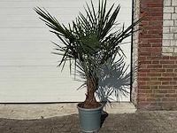 Chinese waaierpalm - trachycarpus fortunei - hoogte ca 130cm - afbeelding 1 van  3