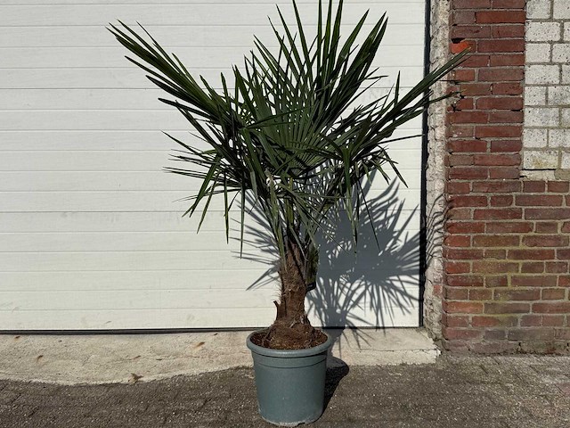 Chinese waaierpalm - trachycarpus fortunei - hoogte ca 130cm - afbeelding 1 van  1