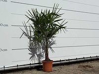 Chinese waaierpalm - trachycarpus fortunei - hoogte ca. 140 cm - afbeelding 4 van  4