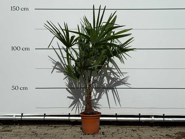 Chinese waaierpalm - trachycarpus fortunei - hoogte ca. 140 cm - afbeelding 1 van  4