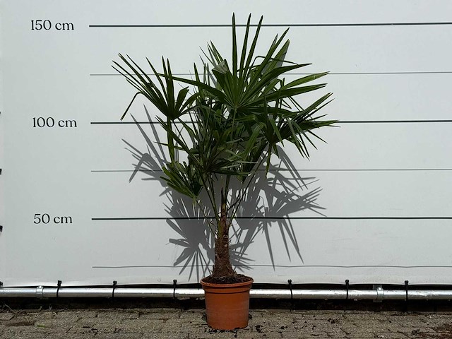 Chinese waaierpalm - trachycarpus fortunei - hoogte ca. 140 cm - afbeelding 2 van  4