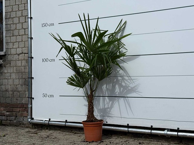 Chinese waaierpalm - trachycarpus fortunei - hoogte ca. 140 cm - afbeelding 3 van  4