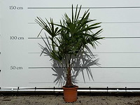 Chinese waaierpalm - trachycarpus fortunei - hoogte ca. 140 cm - afbeelding 2 van  4