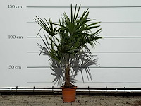 Chinese waaierpalm - trachycarpus fortunei - hoogte ca. 140 cm - afbeelding 1 van  4