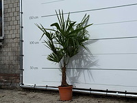 Chinese waaierpalm - trachycarpus fortunei - hoogte ca. 140 cm - afbeelding 3 van  4