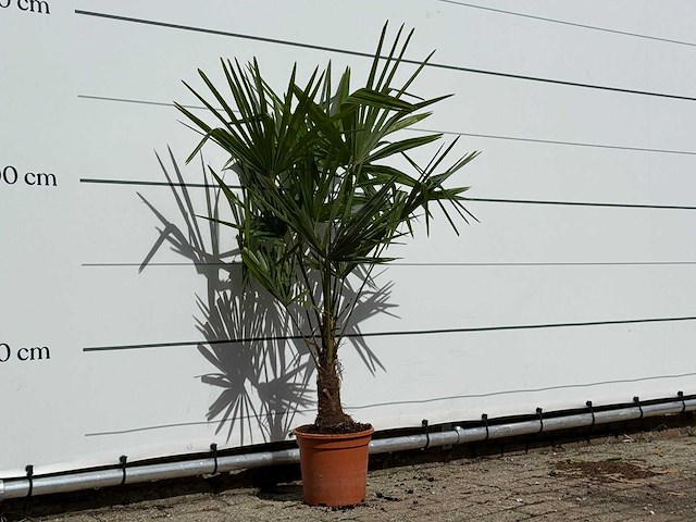 Chinese waaierpalm - trachycarpus fortunei - hoogte ca. 140 cm - afbeelding 4 van  4