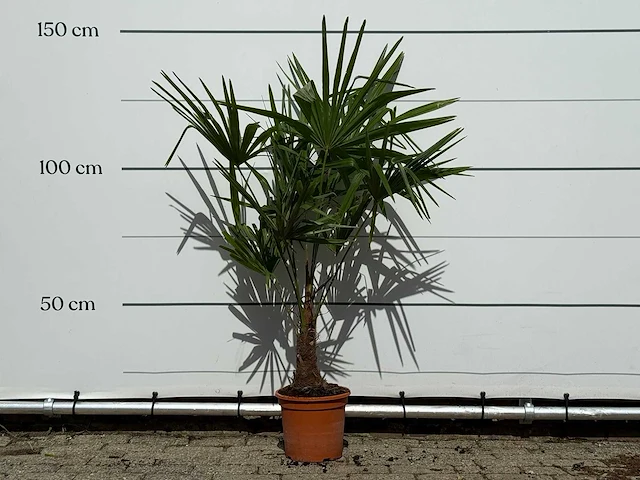 Chinese waaierpalm - trachycarpus fortunei - hoogte ca. 140 cm - afbeelding 1 van  4