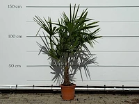Chinese waaierpalm - trachycarpus fortunei - hoogte ca. 140 cm