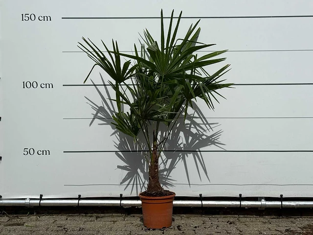 Chinese waaierpalm - trachycarpus fortunei - hoogte ca. 140 cm - afbeelding 2 van  4