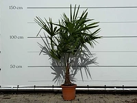 Chinese waaierpalm - trachycarpus fortunei - hoogte ca. 140 cm - afbeelding 2 van  4