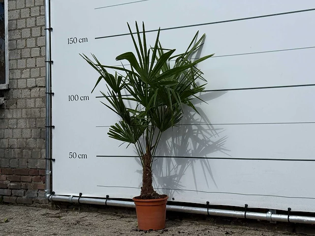 Chinese waaierpalm - trachycarpus fortunei - hoogte ca. 140 cm - afbeelding 3 van  4