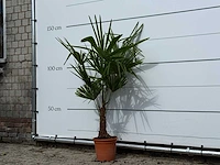 Chinese waaierpalm - trachycarpus fortunei - hoogte ca. 140 cm - afbeelding 3 van  4