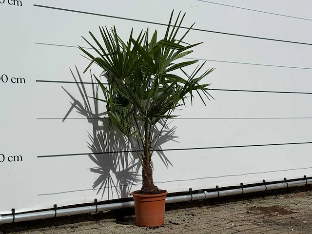 Chinese waaierpalm - trachycarpus fortunei - hoogte ca. 140 cm - afbeelding 4 van  4