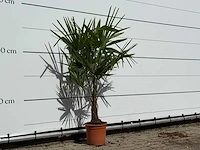 Chinese waaierpalm - trachycarpus fortunei - hoogte ca. 140 cm - afbeelding 4 van  4