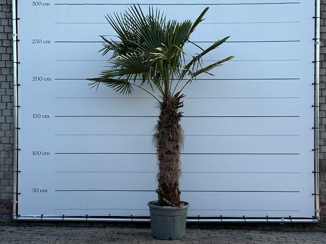 Chinese waaierpalm - trachycarpus fortunei - stam 100-120 cm - hoogte ca. 280 cm - afbeelding 1 van  6