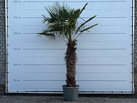Chinese waaierpalm - trachycarpus fortunei - stam 100-120 cm - hoogte ca. 280 cm - afbeelding 2 van  6