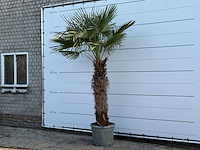 Chinese waaierpalm - trachycarpus fortunei - stam 100-120 cm - hoogte ca. 280 cm - afbeelding 3 van  6