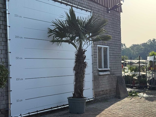 Chinese waaierpalm - trachycarpus fortunei - stam 100-120 cm - hoogte ca. 280 cm - afbeelding 4 van  6