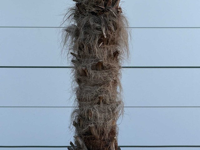 Chinese waaierpalm - trachycarpus fortunei - stam 100-120 cm - hoogte ca. 280 cm - afbeelding 5 van  6