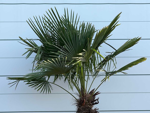 Chinese waaierpalm - trachycarpus fortunei - stam 100-120 cm - hoogte ca. 280 cm - afbeelding 6 van  6