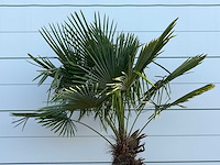 Chinese waaierpalm - trachycarpus fortunei - stam 100-120 cm - hoogte ca. 280 cm - afbeelding 6 van  6
