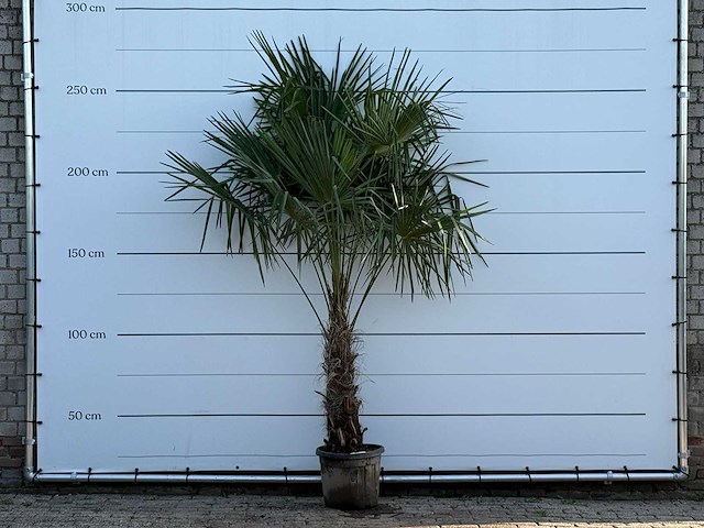 Chinese waaierpalm - trachycarpus fortunei - stam 60-80 cm - hoogte ca. 260 cm - afbeelding 1 van  6