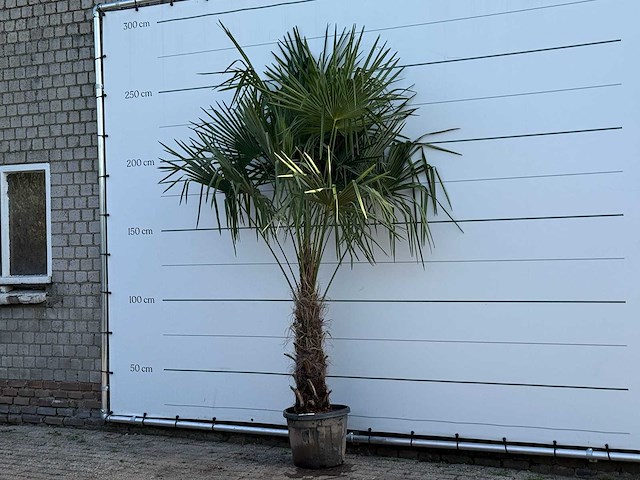 Chinese waaierpalm - trachycarpus fortunei - stam 60-80 cm - hoogte ca. 260 cm - afbeelding 2 van  6