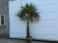 Chinese waaierpalm - trachycarpus fortunei - stam 60-80 cm - hoogte ca. 260 cm - afbeelding 2 van  6