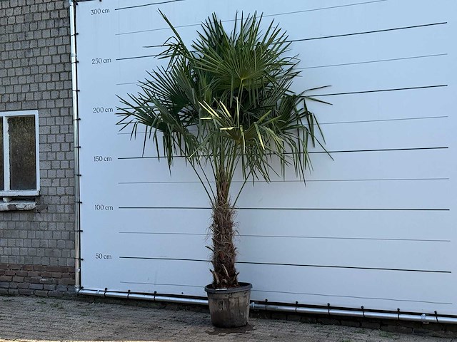 Chinese waaierpalm - trachycarpus fortunei - stam 60-80 cm - hoogte ca. 260 cm - afbeelding 3 van  6