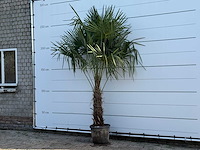 Chinese waaierpalm - trachycarpus fortunei - stam 60-80 cm - hoogte ca. 260 cm - afbeelding 3 van  6