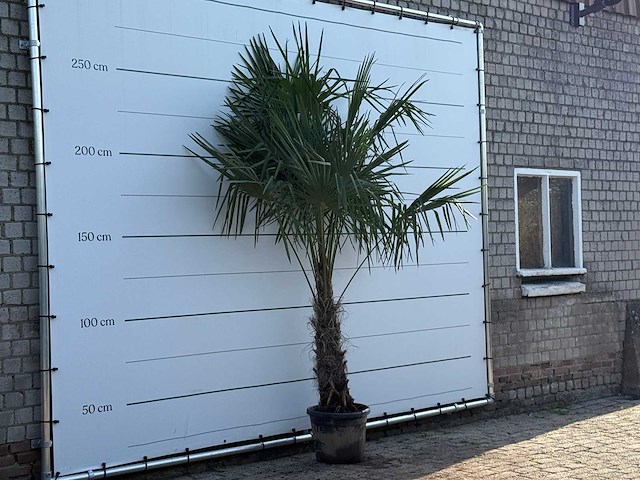 Chinese waaierpalm - trachycarpus fortunei - stam 60-80 cm - hoogte ca. 260 cm - afbeelding 4 van  6